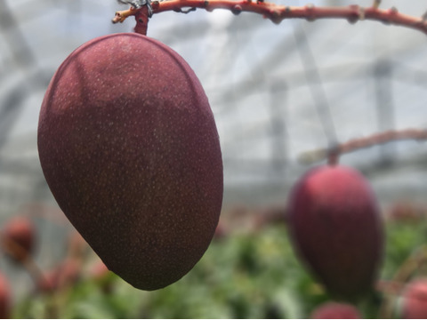 沖縄の恵みで心も満たす！ご褒美マンゴー【特選】（2㎏・4～6玉）