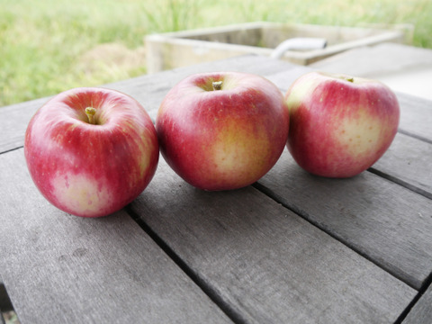 訳ありご家庭用🍎低農薬で皮ごと食べられる青森りんご「未希ライフ」10kg