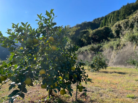 残留農薬ゼロのレモン！マイヤー5kg【佐賀県産たきのれもん】