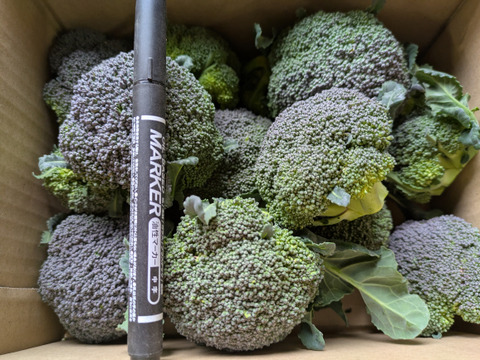 【正規品】 1キロ入り小さいブロッコリー：愛知県産の品種おまかせ｜食べ 野菜