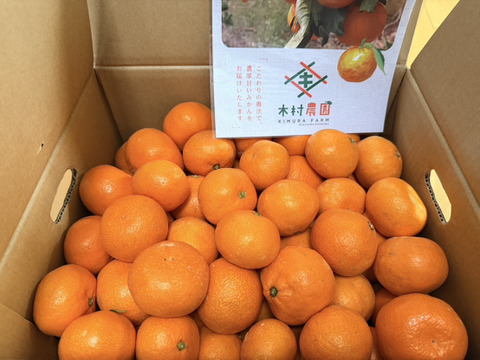 トロトロ甘っ！濃い味旨味みかん10キロ