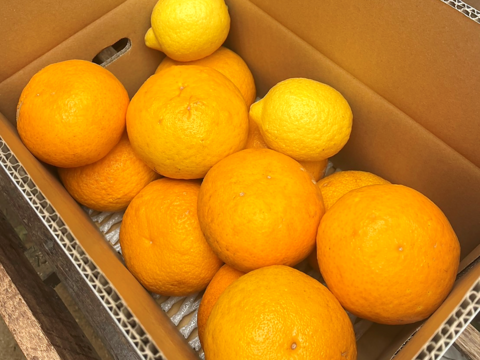 初夏の訪れ！甘夏（あまなつ）5kg 《おまけの国産レモン付》 仲屋 海瀬農園