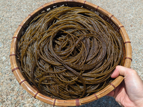 【漁師も知らない海藻！】山陰産「ツルモ」500g　※シャキシャキ食感！！