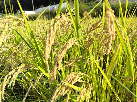 農薬化学肥料不使用・お弁当やおにぎりに！『たきたて』玄米5kg 令和７年産　信州佐久穂町　うるち米