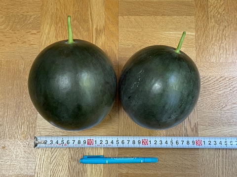 【自然栽培】固定種ミニスイカ シュガーベイビー 3kg★農薬・肥料不使用｜昔懐かしスイカ