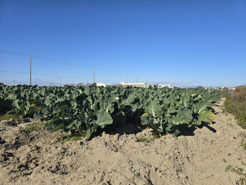 期間限定【農薬・化学肥料不使用】冬の旬野菜セット５～８品種