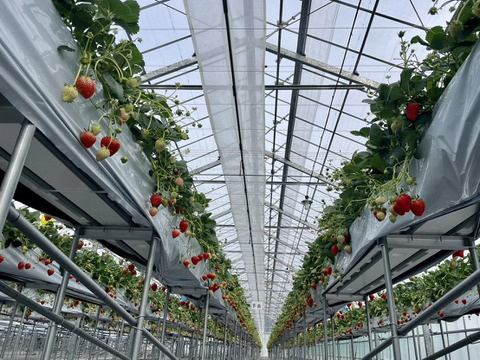 ぐんまエコファーマー認定農園 ふるさと納税でも大人気！ フルッティロッシのマロンベリー（化粧箱入り約400g×2p）