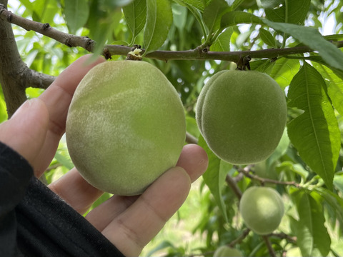 【贈答用】大人気品種「あかつき」3㎏（8～11玉）