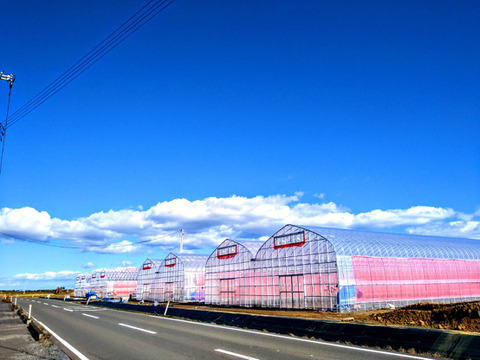 甘恋トマト ～濃厚ジューシー果汁～ 【1kg】