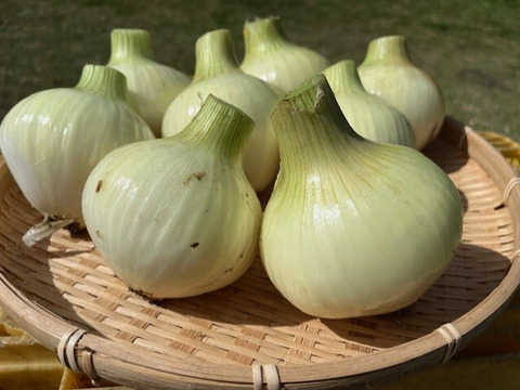 甘くみずみずしい　❣❣　　　　
　九十九里産　新玉ねぎ　2Kg