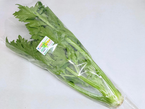 《絶品》豆乳で育ったセロリ1株　5株まで同梱可