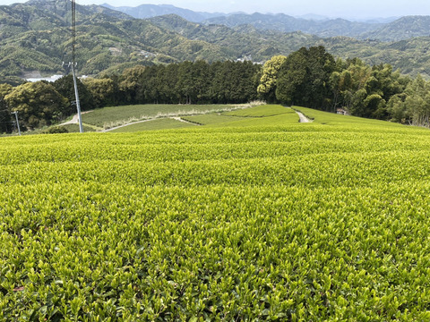 【新茶予約：2026年産１番茶】有機浅蒸し茶：初摘みみどり
