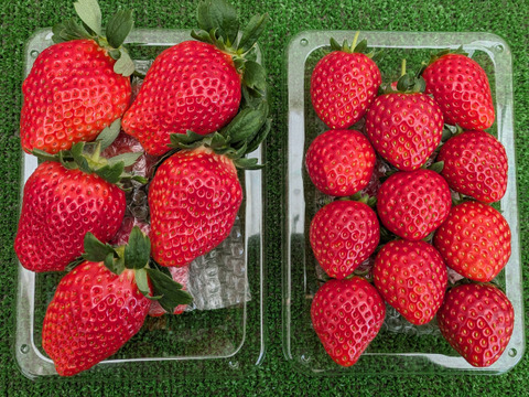 食べくらべ！採れたて完熟「とちおとめ 260g✕2パック」・「やよいひめ 260g✕2パック」