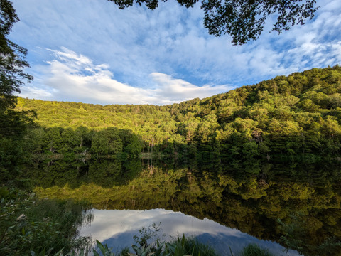 笹の葉　３０枚　大小様々　新葉多め