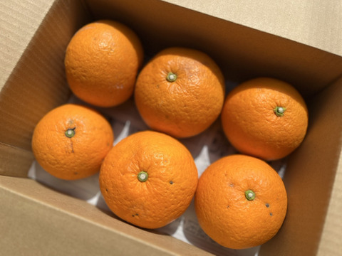 売り切りセール】紅甘夏 2kg ご家庭用 農薬不使用 自然栽培