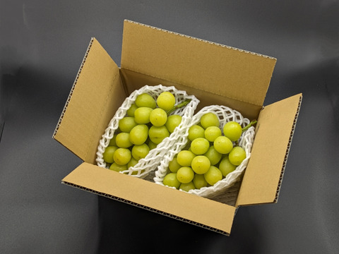 お試し：簡易包装シャインマスカット 約700g（2房）※信州の環境にやさしい農産物50％節減（長野県認証）2023