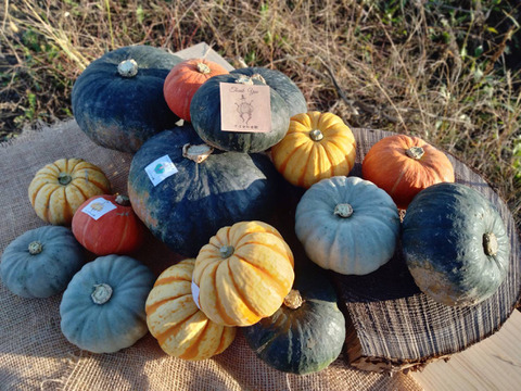 かぼちゃ食べ比べ！10kg ブラックのジョー、プッチーニ、栗っぷち白い坊ちゃん、赤い坊ちゃん10kgおまかせセット
上記いずれか4品種が入っています