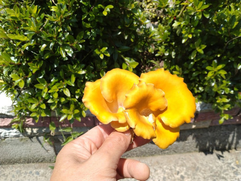 丸太栽培　原木タモギタケ