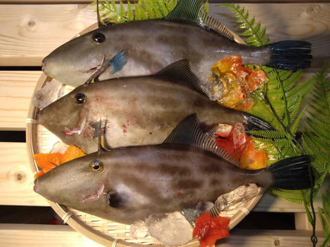 【未来丸厳選】天然ウマヅラハギ 大型3匹セット【１匹あたり400ｇ以上のもの】