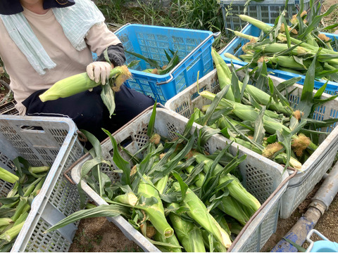 【訳あり3.5kg】ホワイトショコラ 10〜14本｜フルーツの甘さ