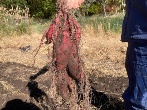 【自然栽培】　さつまいも（紅あずま）３kg　S～４Lのmix　農薬不使用・無肥料栽培　【岐阜県産】【収穫時期2024年9月上旬】