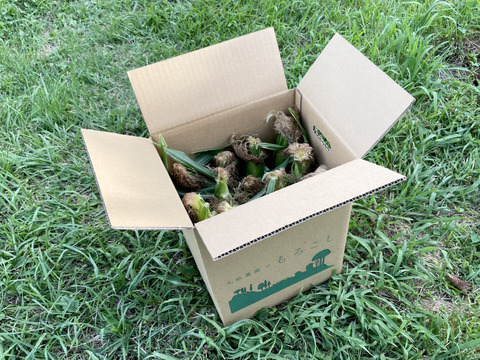 完熟しました！濃厚な甘み！山育ちのトウモロコシ10本