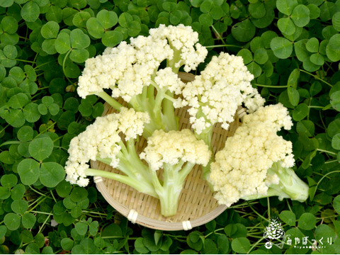 花束ちゃいますねん!!『カリフローレ』ですねん☆