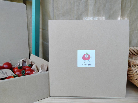 大玉トマトとミニトマトのいいとこ取り！シンディ1kg