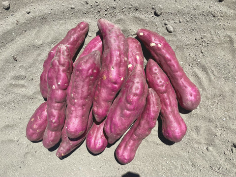 ほくほく食感と上品な甘さ！なると金時(大サイズ)10kg