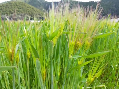 自然栽培で育った麦からできた甘さを感じる麦茶（220gの4袋セット）
