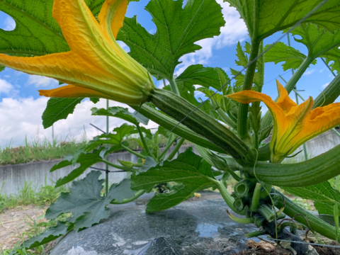 【ステラ２】ジューシーでやわらかな星型のズッキーニ（8本入り）