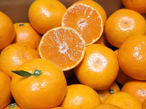 【ご家庭用 １０kg(箱込み)】甘味凝縮 有田みかん