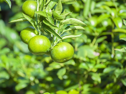 【温州みかんの王様】南柑２０号お試し１ｋｇ ご家庭用 農薬不使用 自然栽培 愛媛県産
