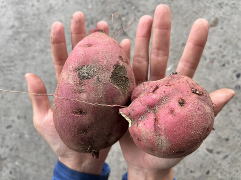 訳アリ！紅はるか土付き5㎏～