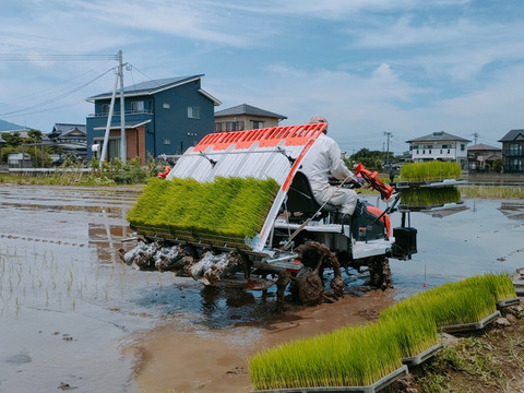 【令和6年新米】農薬・化学肥料不使用（白米20kg）森のくまさん