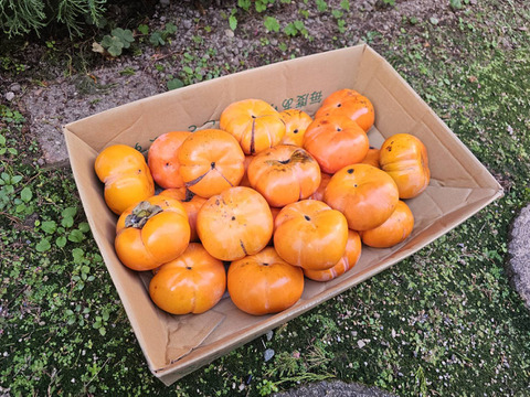 柿の大トロ！　１度食べるとクセになる美味しさ☆彡　名産地 愛媛県 西条産 　【 太天柿】