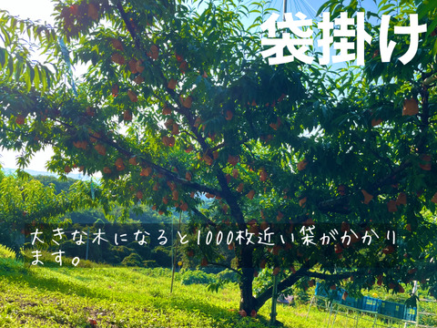 【9/5締切！】ラスト３０箱！【贈答用】【黄金桃】今シーズン最後にトロピカルな桃を！贈答 ５～６玉