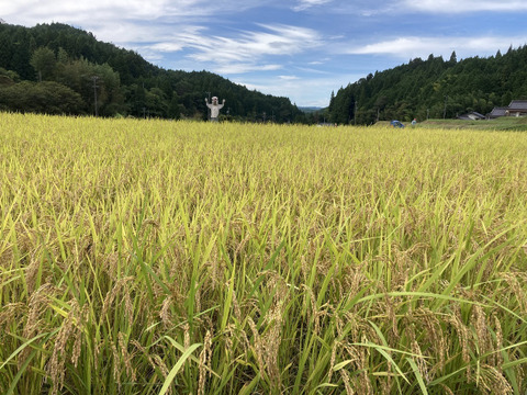 【自然栽培】あきたこまち玄米5kg　農薬不使用・無肥料栽培　令和５年　岐阜県産