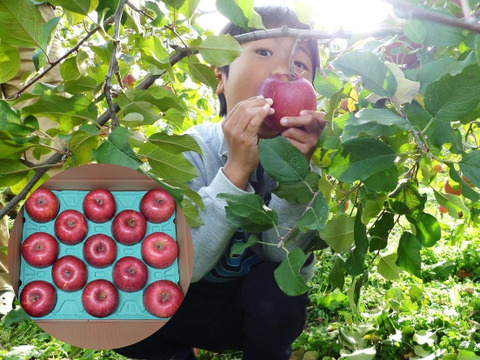 【大切な方へ】贈答用サンふじ5キロ11～12玉【葉とらず・特大サイズ】JA基準より60％減の低農薬栽培