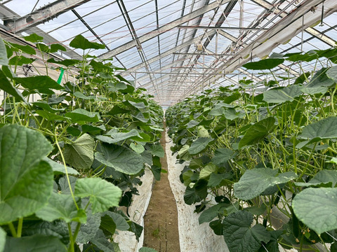 【訳あり】"おいしい水分補給"で熱中症対策『湧水きゅうり』 4kg：約30本