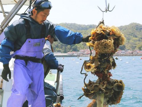 【4年物！】超特大！クリーミーが止まらない岩牡蠣(3kg入) 島根町野井産