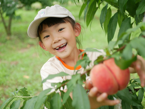 【贅沢な一杯】100％桃しぼりジュース「しふく」桃の果汁だけで作った希少な桃ジュース