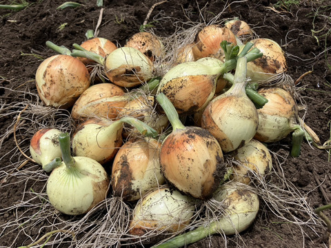 【業務用。激安！！】訳あり新玉ねぎ：スパート１０kg（栽培期間中農薬・化学肥料不使用）