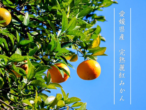 【高級柑橘】完熟麗紅（れいこう）みかんお試し１ｋｇ ご家庭用 農薬不使用 自然栽培 愛媛県産
