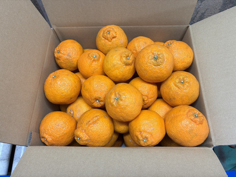 甘くてジューシー！『広島県産しらぬい』15kg（60個前後）