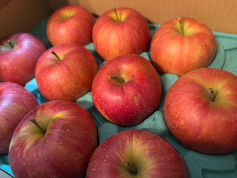 完売【甘いりんご解禁です🍎】 シナノスイート 3キロ箱 6玉〜15玉サイズ ID42539  甘い 長野県 信州 安曇野 リンゴ 幻 幻のリンゴ 予約 希少 旬