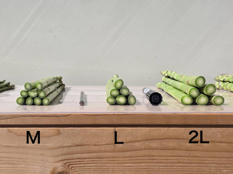 【受賞記念&登録記念SELE🎊】Mサイズのみ｜1.0kg｜那須塩原産アスパラガス｜朝採れ｜じゅわっと春のごちそう