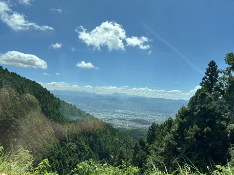 さつまいも　べにはるか　5キロ　熟成2ヶ月