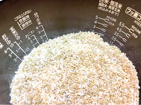 献上新米 湧き水棚田で生産したコシヒカリ玄米 3kg ドローン木酢液栽培 稲木乾燥 皇室に納めたお米 ギフトに最適 愛媛県産の米 食べチョク 産地直送 産直 お取り寄せ通販 農家 漁師から旬の食材を直送