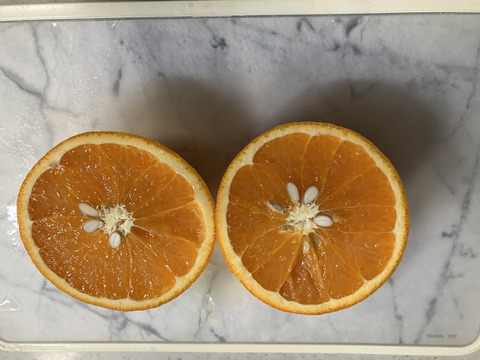 鹿児島県産「大谷伊予柑」箱込み5kg